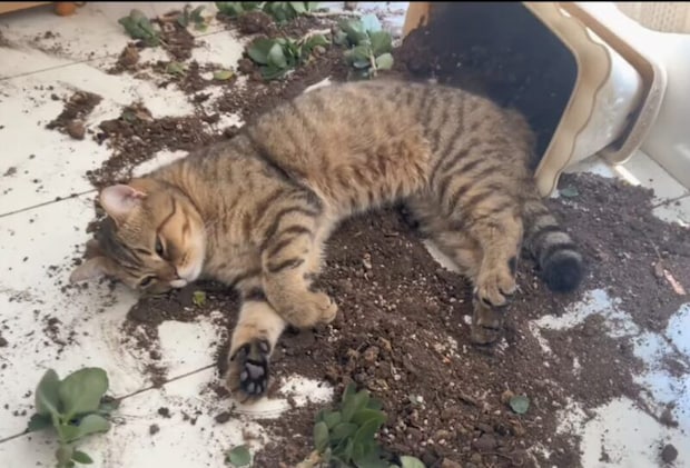 家の中なんだけどな… 土のベッドに大喜びの猫さん