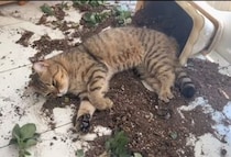 家の中なんだけどな… 土のベッドに大喜びの猫さん