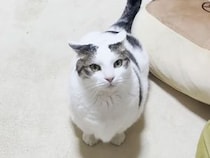 この音、ぜひ音ありで聴いてほしい！ 猫さんが歩くたび「ポテポテ」と可愛い効果音が