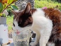 お地蔵様にお供えされたお水「ちょっと飲ませてくださいニャ」地域猫さんに気に入られてしまったようだ