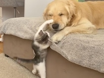 「遊ぼうよ！遊ぼうよ！」子猫さんのアピールに犬さんも諦めた