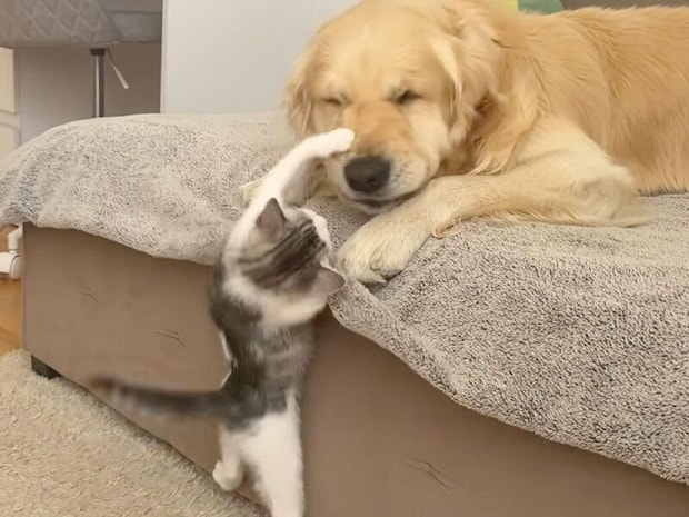 「遊ぼうよ！遊ぼうよ！」子猫さんのアピールに犬さんも諦めた