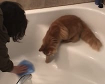「猫の手貸そうか？」家事を一方的に手伝ってくれる猫さん。