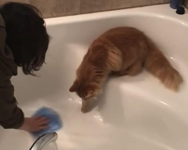 「猫の手貸そうか？」家事を一方的に手伝ってくれる猫さん。