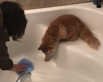 「猫の手貸そうか？」家事を一方的に手伝ってくれる猫さん。