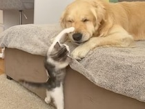 「遊ぼうよ！遊ぼうよ！」子猫さんのアピールに犬さんも諦めた