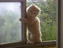 ここ6階なんですけど？ 窓から猫が「やぁ、遊びにきたにゃ！」