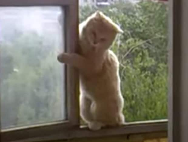 ここ6階なんですけど？ 窓から猫が「やぁ、遊びにきたにゃ！」