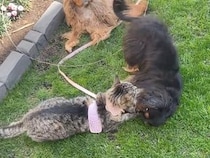 ハーネスをつけて初めてお外に出た猫さん、犬さんたちに大歓迎されすぎた