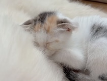 「近づくな！」と威嚇していた保護猫さん、気づいたら犬さんの上でぐっすりだった