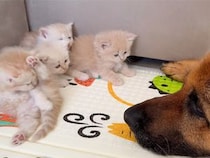 勇気を出してジャーマン・シェパードさんに「シャー！」した子猫さん、全然怖がってもらえなかった