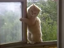 ここ6階なんですけど？ 窓から猫が「やぁ、遊びにきたにゃ！」