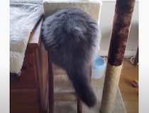 「あれ？この部屋縮んだ？」ぽっちゃり猫さん、自分が太った自覚がなくて…