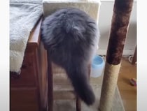 「あれ？この部屋縮んだ？」ぽっちゃり猫さん、自分が太った自覚がなくて…