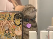 可愛くしてね♡ メイクが日課になっている美意識高めの猫さん