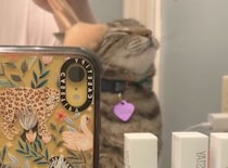 可愛くしてね♡ メイクが日課になっている美意識高めの猫さん