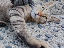 「構ってほしいけど撫でないで」海辺の地域猫さんのルールが独特すぎた