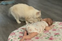 うちの子をよろしくニャ！子猫を赤ちゃんに見せたがるママ猫