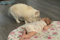 うちの子をよろしくニャ！子猫を赤ちゃんに見せたがるママ猫