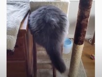 「あれ？この部屋縮んだ？」ぽっちゃり猫さん、自分が太った自覚がなくて…