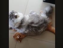 モフモフの猫さん「最高のクッションを見つけたにゃ！」それって友達の…
