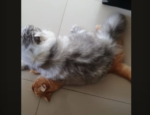 モフモフの猫さん「最高のクッションを見つけたにゃ！」それって友達の…