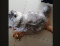 モフモフの猫さん「最高のクッションを見つけたにゃ！」それって友達の…