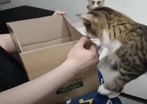 「おっ？それ新しい箱？」なんでもすぐ自分のものにしちゃう猫