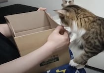 「おっ？それ新しい箱？」なんでもすぐ自分のものにしちゃう猫