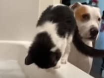 猫さん後ろ〜！ 泡風呂で遊んでいると背後に…
