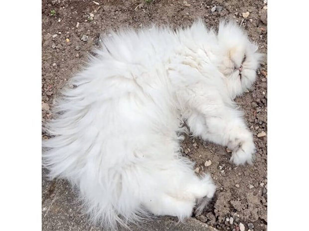 真っ白な猫さん、毛が汚れちゃうのも気にせずに、土の上でゴロゴロ幸せそう