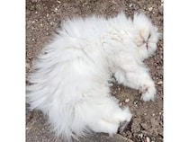真っ白な猫さん、毛が汚れちゃうのも気にせずに、土の上でゴロゴロ幸せそう