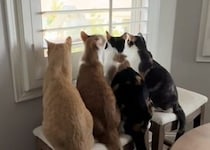 横一列に並んで集中している猫さんたち、窓の外が気になる！