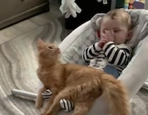 猫用ブランコだと思ってそう(笑)赤ちゃんのゆりかごがお気に入りのネコ。