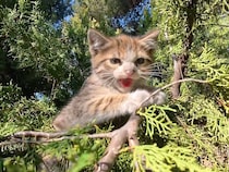 木の上から降りられなくなった子猫さん、助けようとしたら「シャー！」された