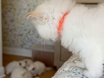 「私のママなのに！」先輩子猫たちにママを取られた子猫さん、悲しげな表情をしていた