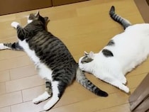 気温が上がると猫さんたちが家のあちこちに「落ちている」、その姿がたまらない♡