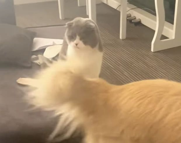 ブンブン動く同居犬のしっぽが気になる猫。じゃれついてみたくなるー!