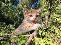 木の上から降りられなくなった子猫さん、助けようとしたら「シャー！」された