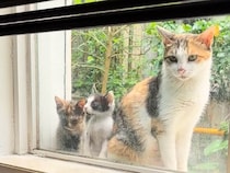 雨の日に窓辺に現れた野良猫さん親子、その様子を見た撮影者さんが…