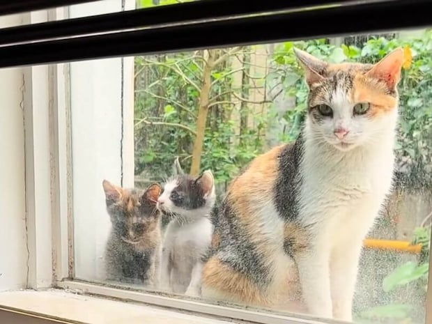 雨の日に窓辺に現れた野良猫さん親子、その様子を見た撮影者さんが…