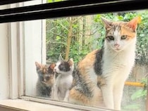 雨の日に窓辺に現れた野良猫さん親子、その様子を見た撮影者さんが…