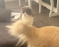 ブンブン動く同居犬のしっぽが気になる猫。じゃれついてみたくなるー！