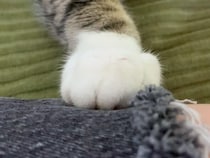飼い主さんの足にそっと「ポンッ」と手を置いた猫さん、控えめなおねだりが可愛過ぎた