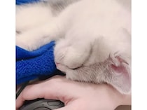 子猫を寝かせてあげるか、起こして仕事をするか迷っちゃう！
