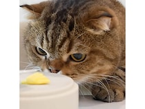 特製ミニオムライスを目の前にした猫さん、待ちきれなくてお皿ごと…