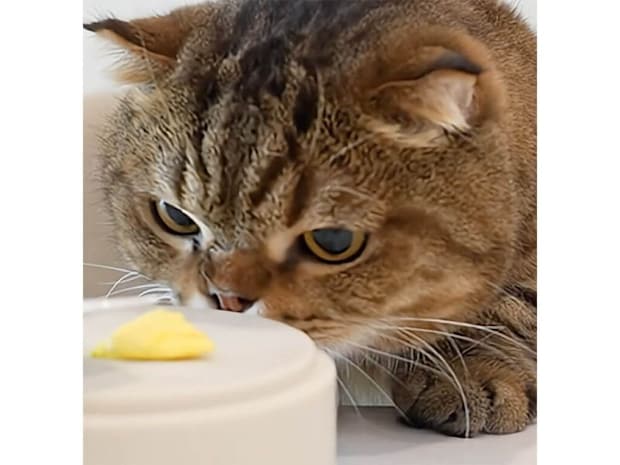 特製ミニオムライスを目の前にした猫さん、待ちきれなくてお皿ごと…