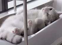 雨が降っているので… お部屋でまったりする猫さん
