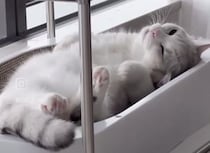 雨が降っているので… お部屋でまったりする猫さん