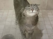 シャワーでさっぱりするニャ！全身びしょ濡れでも気持ちよさそうな猫さん
